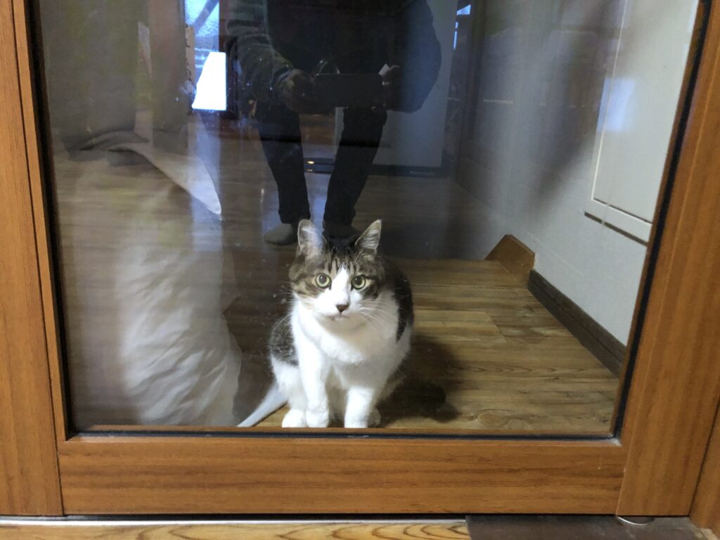 画像に alt 属性が指定されていません。ファイル名: IMG_0347-1024x768.jpeg