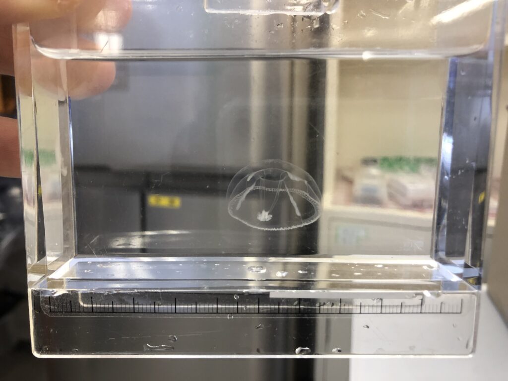 画像に alt 属性が指定されていません。ファイル名: IMG_0390-1024x768.jpeg